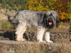 Polnischer Niederungshütehund Foto (ID 26337) Polnischer Niederungshütehund Hund