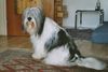 Polnischer Niederungshütehund Foto: Lilli (ID 12787) Polnischer Niederungshütehund Hund
