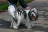 Polnischer Niederungshütehund Foto: Lilli vom Winde verweht (ID 12751) Polnischer Niederungshütehund Hund
