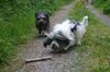 Polnischer Niederungshütehund Foto: PON Wettrennen (ID 13077) Polnischer Niederungshütehund Hund