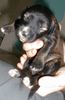 Polnischer Niederungshütehund Foto: Bastienne 14 Tage jung (ID 4946) Polnischer Niederungshütehund Hund