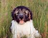 Polnischer Niederungshütehund Hund