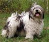 Polnischer Niederungshütehund Hund