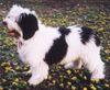 Polnischer Niederungshütehund Foto: WYBRANEK z Czańca, 5 monate (ID 10118) Polnischer Niederungshütehund Hund