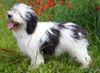 Polnischer Niederungshütehund Foto: WYBRANEK z Czanca 9m (ID 12548) Polnischer Niederungshütehund Hund
