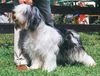 Polnischer Niederungshütehund Foto: ZALOTNA z Czanca (ID 8232) Polnischer Niederungshütehund Hund