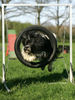 Polnischer Niederungshütehund Foto: Diuk, Sprung durch den Reifen (ID 38929) Polnischer Niederungshütehund Hund