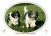 Polnischer Niederungshütehund Foto: Mama warte, ich komm nich' so schnell mit (Sohn: Diuk und Mama: Yaika) (ID 38928) Polnischer Niederungshütehund Hund
