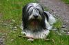 Polnischer Niederungshütehund Foto: Mein Stöckchen (ID 13079) Polnischer Niederungshütehund Hund