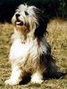 Polnischer Niederungshütehund Foto: Archimedes vom Sejes (ID 3669) Polnischer Niederungshütehund Hund