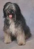 Polnischer Niederungshütehund Foto: Bastienne (ID 4944) Polnischer Niederungshütehund Hund