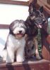 Polnischer Niederungshütehund Foto: BZIK (PON) mit Szaman (D.S.) (ID 9083) Polnischer Niederungshütehund Hund