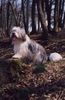 Polnischer Niederungshütehund Foto: Archimedes vom Sejes (ID 3670) Polnischer Niederungshütehund Hund