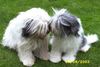 Polnischer Niederungshütehund Foto: Nathan und Romina v.d. Widderburg (ID 6260) Polnischer Niederungshütehund Hund