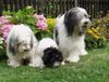 Polnischer Niederungshütehund Foto: RYSKA - CZARLA - BANIALUKA (ID 10743) Polnischer Niederungshütehund Hund