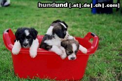 Polnischer Niederungshütehund Hunde Foto 23400 Polnischer Niederungshütehund die kleinen Polnischen Niederungshütehunde
