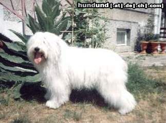 Polnischer Niederungshütehund Hunde Foto 23401 in höherer Auflösung ansehen Polnischer Niederungshütehund ERA Sekret Kadan