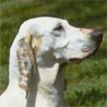 Porcelaine, Chien de Franche-Comté