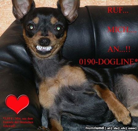Praszký Krysavik Hunde Foto 21480 in höherer Auflösung ansehen Praszký Krysavik NUR EIN SCHERZ! NICHT ANRUFEN!!!!