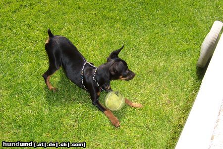 Praszký Krysavik Hunde Foto 22176 in höherer Auflösung ansehen Praszký Krysavik Kleiner
