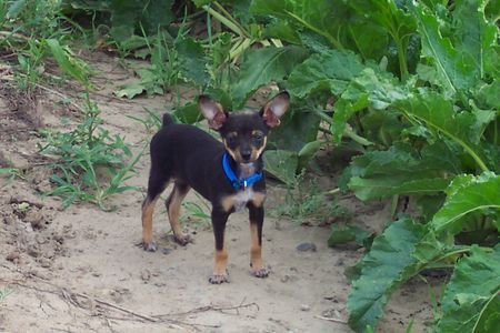 Praszký Krysavik Hunde Foto 26977 in höherer Auflösung ansehen Praszký Krysavik Cayenne