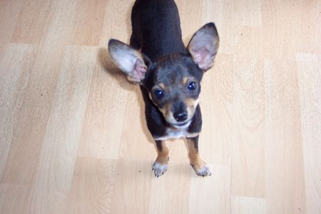 Praszký Krysavik Hunde Foto 27276 in höherer Auflösung ansehen Praszký Krysavik Cayenne
