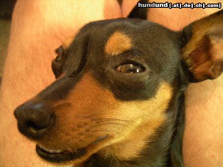 Praszký Krysavik Hunde Foto 25314 Praszký Krysavik Huh? Wer weckt mich?