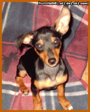 Praszký Krysavik Hunde Foto 22357 in höherer Auflösung ansehen Praszký Krysavik *gugg*