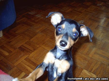 Praszký Krysavik Hunde Foto 20054 in höherer Auflösung ansehen Praszký Krysavik Der kleine Balu mit 3 Monaten :)