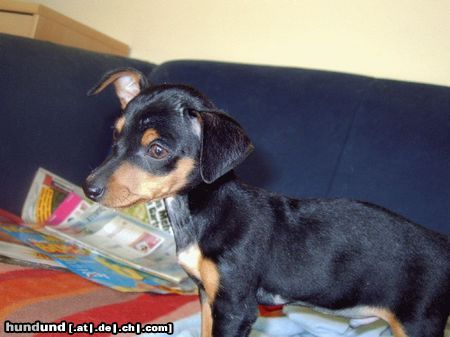 Praszký Krysavik Hunde Foto 20056 in höherer Auflösung ansehen Praszký Krysavik Nochmal Balu
