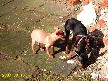 Praszký Krysavik Hunde Foto 37350 Praszký Krysavik Amy und Joschy