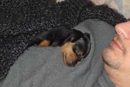 Praszký Krysavik Hunde Foto 41486 in höherer Auflösung ansehen Praszký Krysavik Lucy 3 Months