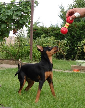 Praszký Krysavik Hunde Foto 42609 in höherer Auflösung ansehen Praszký Krysavik Lucy 10 Months