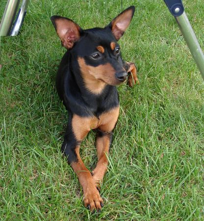 Praszký Krysavik Hunde Foto 42610 in höherer Auflösung ansehen Praszký Krysavik Lucy 10 Months