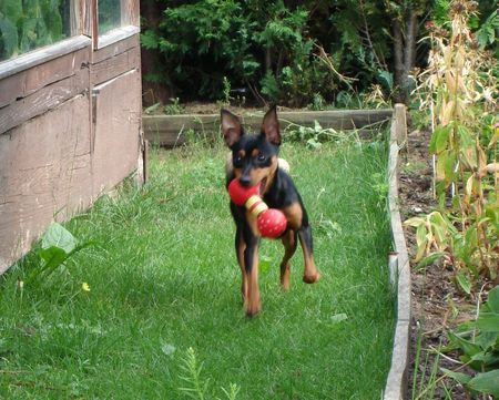 Praszký Krysavik Hunde Foto 42611 in höherer Auflösung ansehen Praszký Krysavik Lucy 10 Months