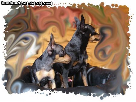 Praszký Krysavik Hunde Foto 18621 in höherer Auflösung ansehen Praszký Krysavik Kasparek&Kalinka, ein Herz und eine Seele