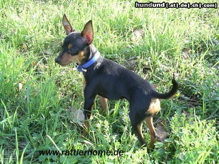 Praszký Krysavik Hunde Foto 20229 Praszký Krysavik