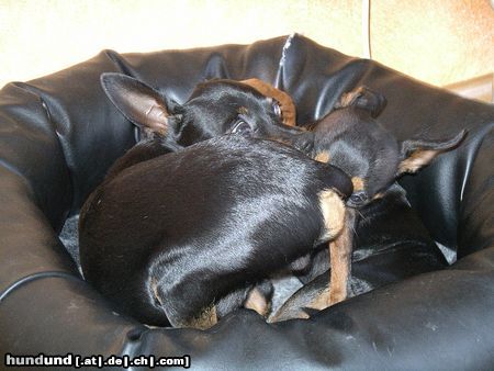 Praszký Krysavik Hunde Foto 20738 in höherer Auflösung ansehen Praszký Krysavik Ähh...Hallo??...Wo fängt der eine an und wo hört der andere auf???