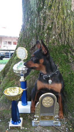 Praszký Krysavik Hunde Foto 43817 in höherer Auflösung ansehen Praszký Krysavik Elisabeth