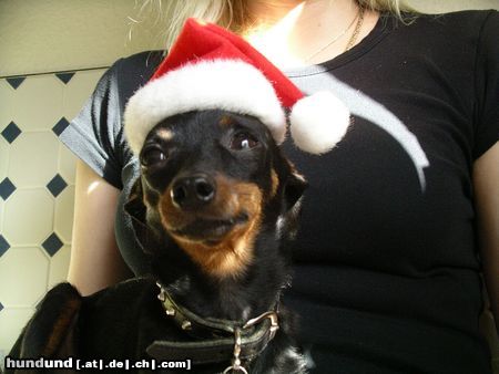 Praszký Krysavik Hunde Foto 18573 Praszký Krysavik Kasparek wünscht Frohe Weihnachten!