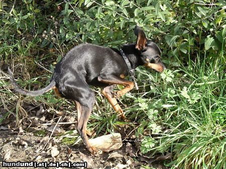 Praszký Krysavik Skippy, das Kängugruh??? Nö, Kasparek! :-)