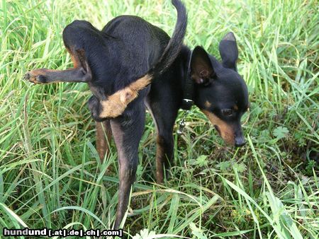 Praszký Krysavik Hunde Foto 18582 Praszký Krysavik Muss mal!!