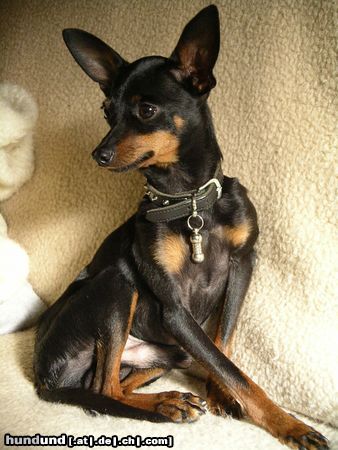 Praszký Krysavik Hunde Foto 18568 Praszký Krysavik Kasparek z Martinkova chovu, Rüde, 2 Jahre alt, Prazsky Krysarik (sprich: Praschki Kriserschik)