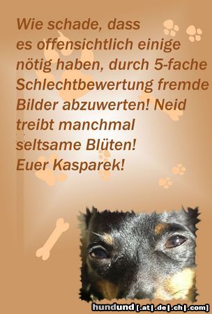 Praszký Krysavik Hunde Foto 20406 Praszký Krysavik Kasparek beschwert sich enttäuscht!!!!