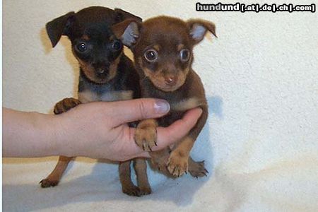 Praszký Krysavik Hunde Foto 20712 Praszký Krysavik Kuzu mit Brüderchen mit 8 Wochen
