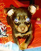 Praszký Krysavik Hunde Foto 20711 in höherer Auflösung ansehen Praszký Krysavik Kuzu im Angriff mit 12 Wochen