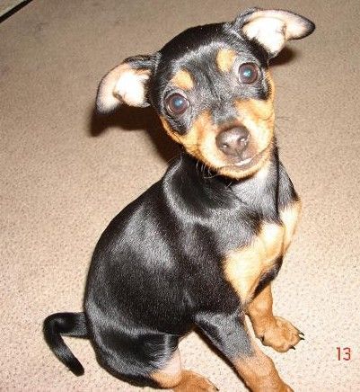 Praszký Krysavik Hunde Foto 41500 in höherer Auflösung ansehen Praszký Krysavik Lucy 5 Months