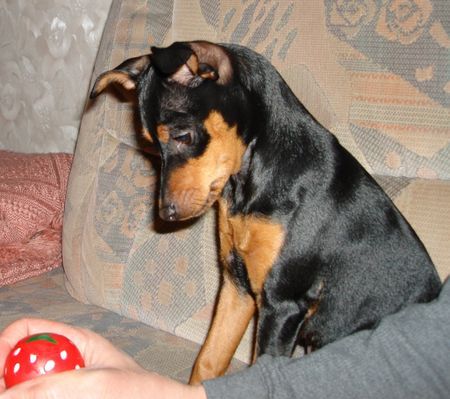 Praszký Krysavik Hunde Foto 41501 in höherer Auflösung ansehen Praszký Krysavik Lucy 6 Months