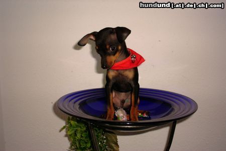 Praszký Krysavik Hunde Foto 21847 Praszký Krysavik hast du was gesagt?