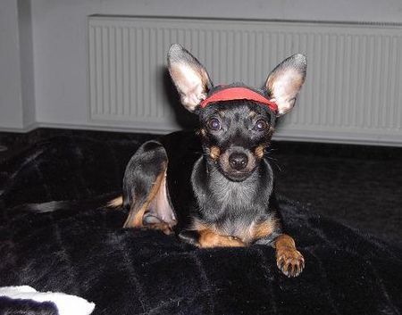 Praszký Krysavik Hunde Foto 30904 in höherer Auflösung ansehen Praszký Krysavik Phoebe
